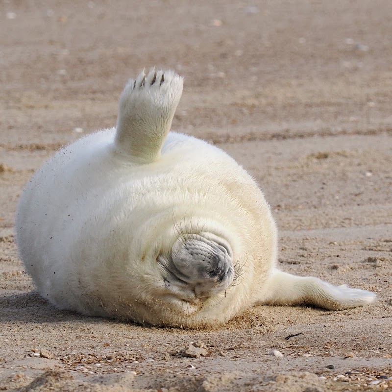 Strand bij Vlieland