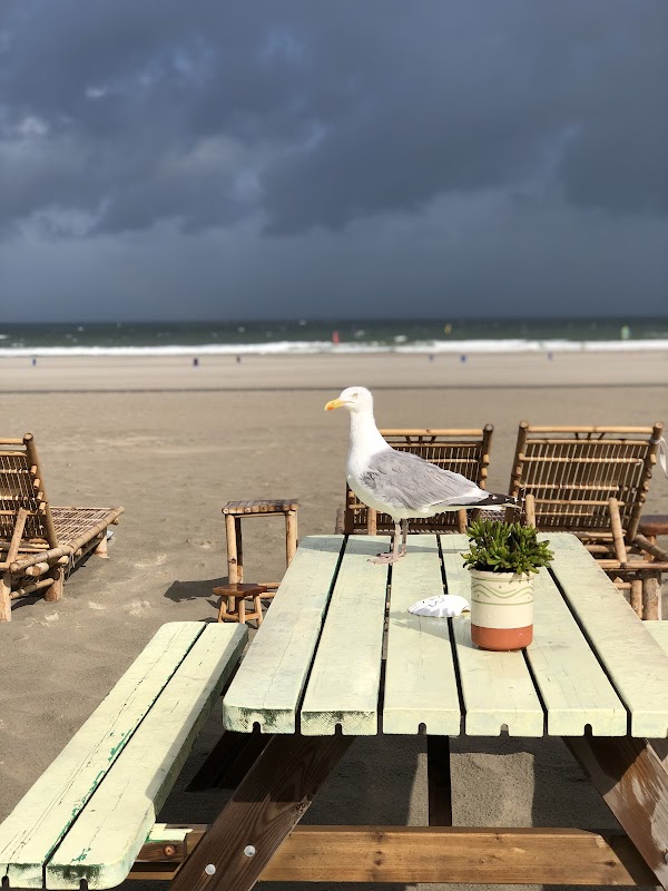 Pele Surf Shack in Hoek van Holland