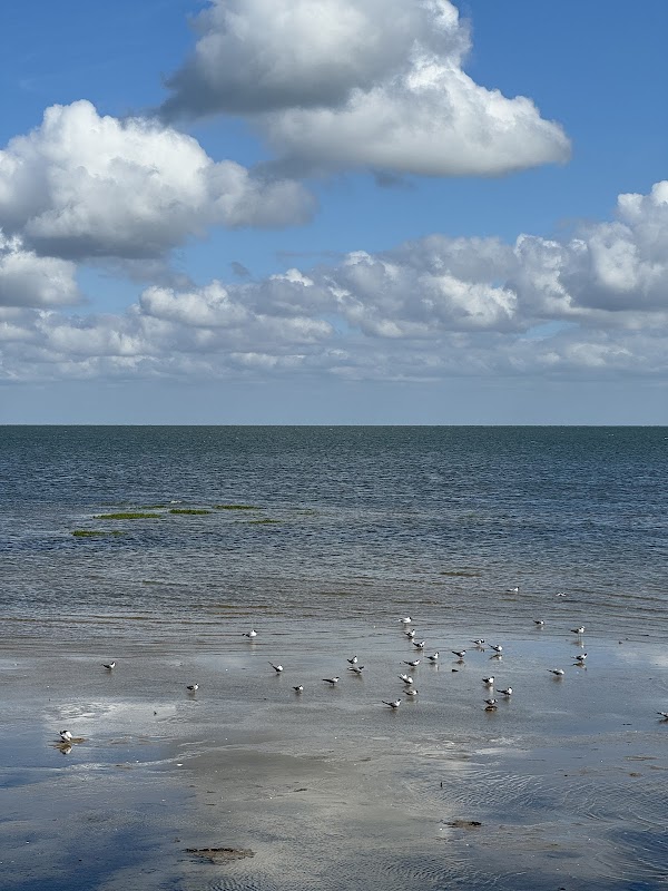 Restaurant Paal 8 aan zee in Terschelling, foto 3
